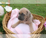 Small #2 Cane Corso