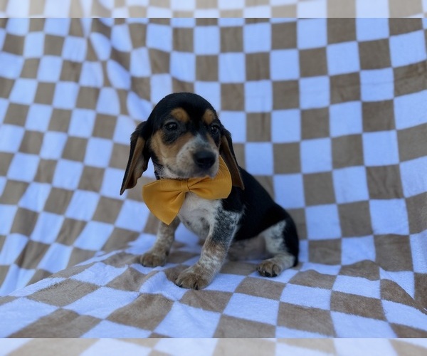 Medium Photo #10 Beagle Puppy For Sale in LAKELAND, FL, USA