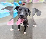 Small #5 Great Dane-Labrador Retriever Mix