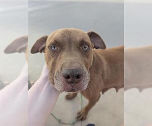 American Staffordshire Terrier-Unknown Mix Dogs for adoption in San Antonio, TX, USA