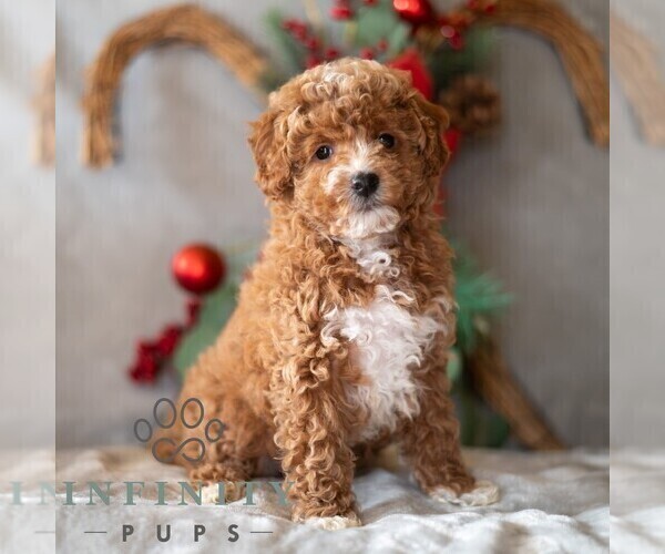 Medium Photo #3 Bichpoo Puppy For Sale in DORNSIFE, PA, USA