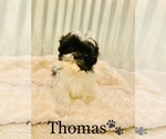 Small Photo #3 Shih Tzu Puppy For Sale in COOKEVILLE, TN, USA