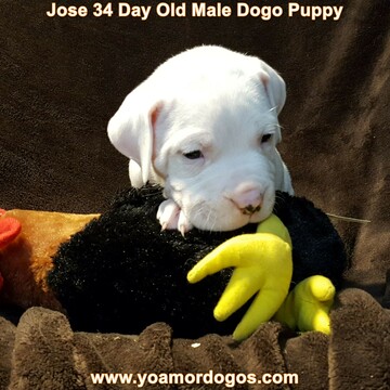 Medium Photo #104 Dogo Argentino Puppy For Sale in JANE, MO, USA