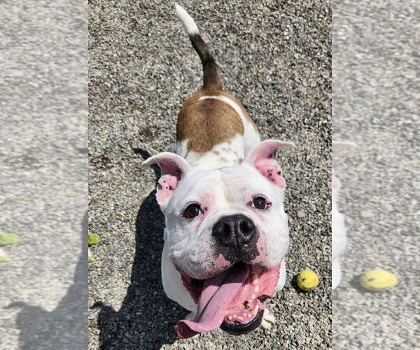 Medium Photo #5 Bulldog-Unknown Mix Puppy For Sale in Rockaway, NJ, USA