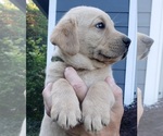 Puppy Yellow Male Labrador Retriever