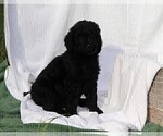Small Photo #4 Poodle (Standard) Puppy For Sale in LAKE CITY, FL, USA