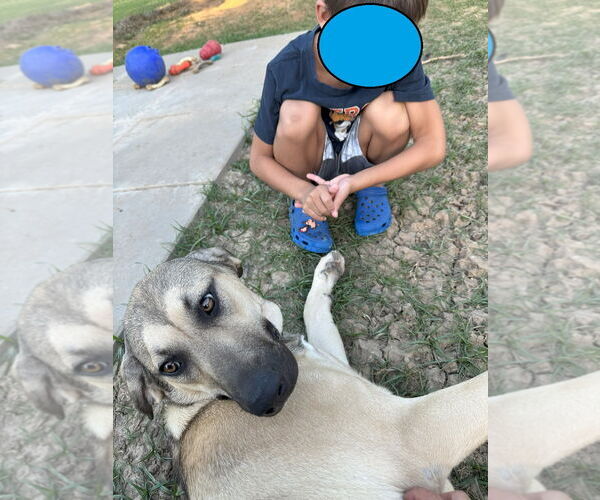 Medium Photo #6 Anatolian Shepherd-Rhodesian Ridgeback Mix Puppy For Sale in Higley, AZ, USA