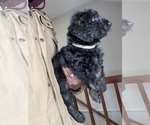 Small Photo #3 Airedoodle Puppy For Sale in COLUMBIA, SC, USA