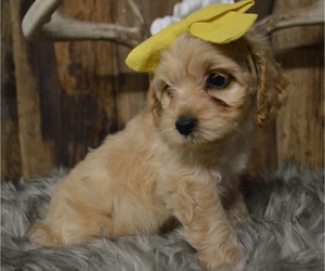 Cock-A-Poo Puppy for sale in HONEY BROOK, PA, USA