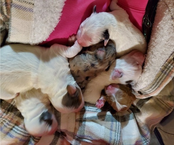 Medium Photo #4 Bernedoodle (Miniature) Puppy For Sale in LEETONIA, OH, USA