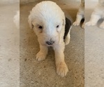 Puppy Puppy 8 Old English Sheepdog