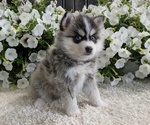 Small #1 Pomsky