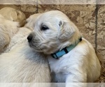 Small #6 English Cream Golden Retriever