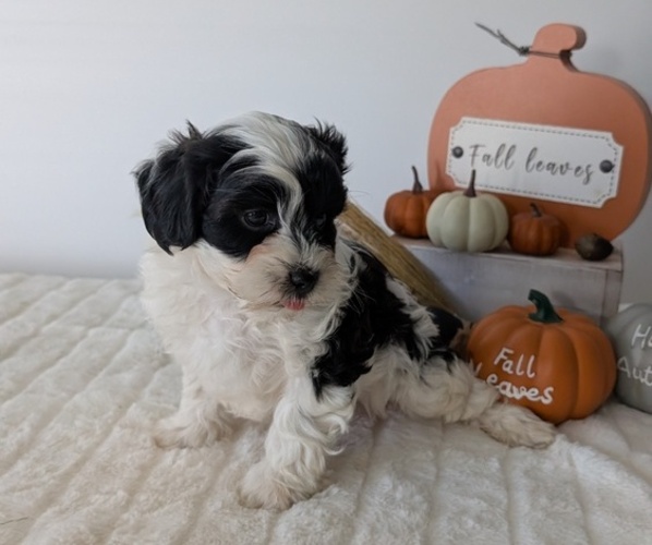 Medium Photo #76 ShihPoo Puppy For Sale in GOSHEN, IN, USA