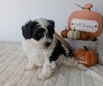 Small #7 ShihPoo