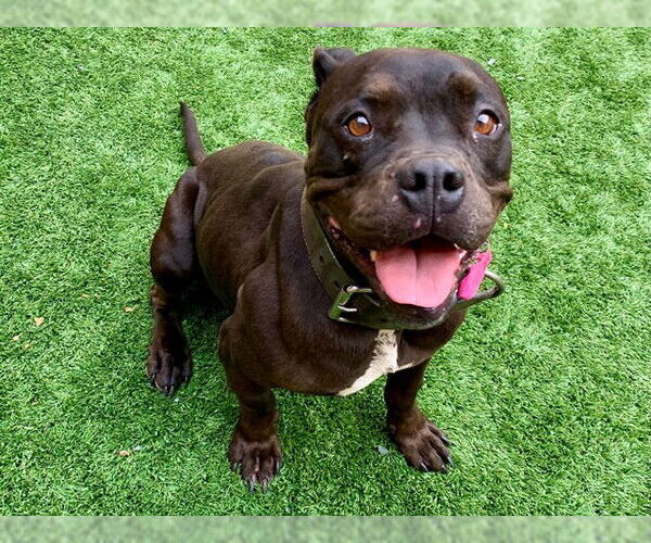 Medium Photo #1 Mutt Puppy For Sale in Moreno Valley, CA, USA