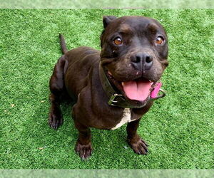 Mutt Dogs for adoption in Moreno Valley, CA, USA