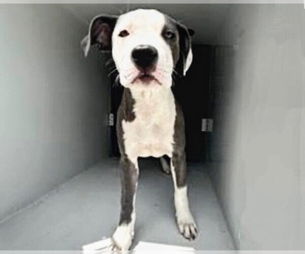 Medium Photo #1 Mutt Puppy For Sale in Houston, TX, USA