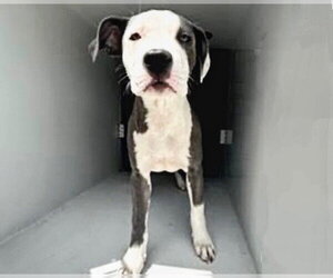 Mutt Dogs for adoption in Houston, TX, USA