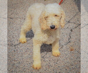 Harlow - Female Mutt Dog for Adoption - Photo #3