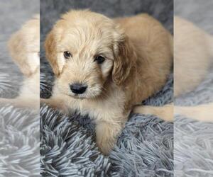 Goldendoodle Puppy for sale in SAN JOSE, CA, USA