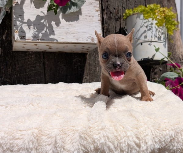 Medium Photo #61 French Bulldog Puppy For Sale in GOSHEN, IN, USA