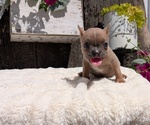 Small Photo #61 French Bulldog Puppy For Sale in GOSHEN, IN, USA