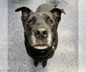 Labrador Retriever-Unknown Mix Dogs for adoption in Anchorage, AK, USA