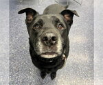 LUCKY - Male Labrador Retriever-Unknown Mix Dog for Adoption - Small photo