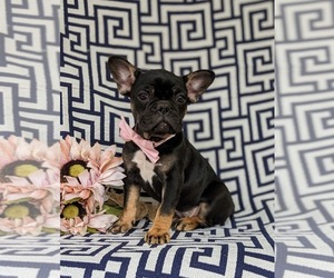 French Bulldog Puppy for sale in QUARRYVILLE, PA, USA