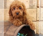Small #5 Cavapoo
