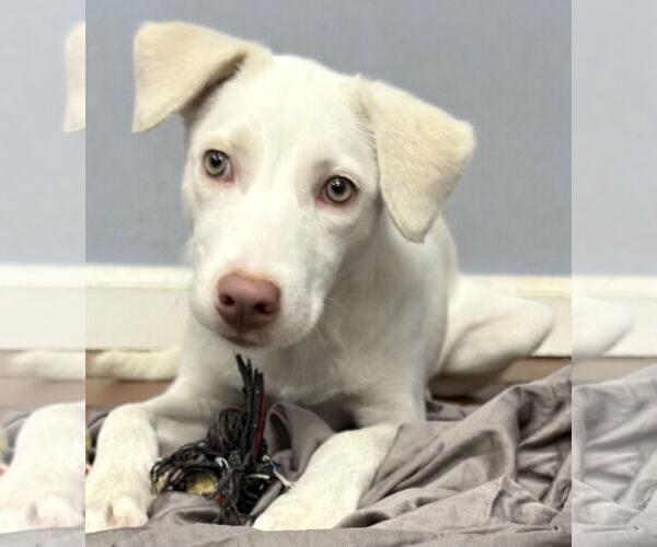 Medium Photo #2 Labmaraner Puppy For Sale in Jefferson, NJ, USA