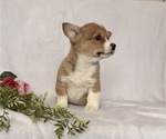 Small #3 Pembroke Welsh Corgi