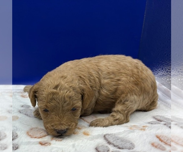 Medium Photo #13 Poodle (Miniature) Puppy For Sale in BLUE MOUND, TX, USA