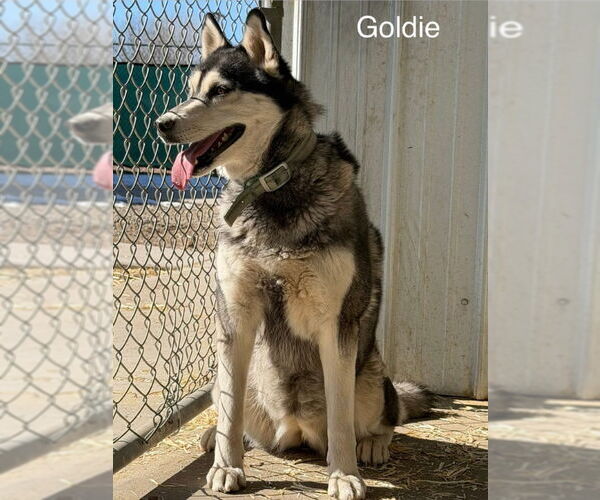 Medium Photo #3 Siberian Husky Puppy For Sale in Monte Vista, CO, USA