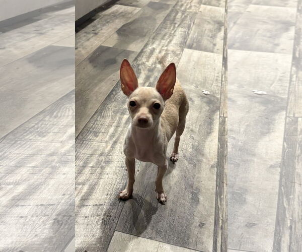 Medium Photo #1 Chihuahua Puppy For Sale in Mount Pleasant, SC, USA