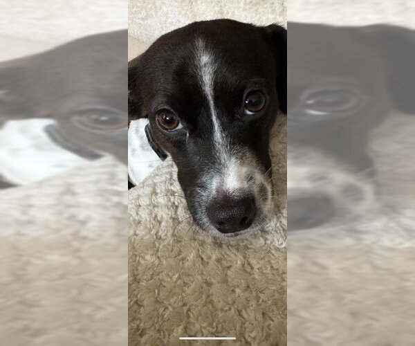 Medium Photo #2 Mutt Puppy For Sale in Plainfield, IL, USA