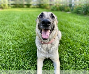 Sandy - Female German Shepherd Dog-Unknown Mix Dog for Adoption - Photo #3