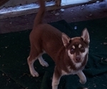 Small Siberian Husky