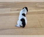 Small Photo #15 German Shorthaired Pointer Puppy For Sale in EVANSVILLE, WY, USA
