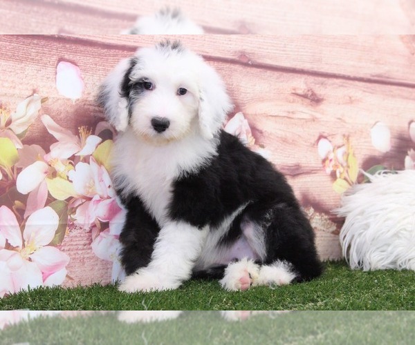 Medium Photo #1 Sheepadoodle Puppy For Sale in MARIETTA, GA, USA