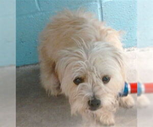 Mutt Dogs for adoption in Downey, CA, USA