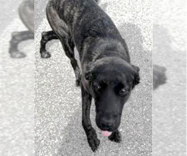 Medium Photo #2 Mutt Puppy For Sale in Houston, TX, USA