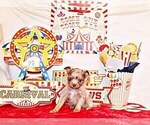 Small Photo #115 Chihuahua Puppy For Sale in CHARLESTON, AR, USA