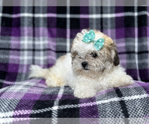 Medium Photo #9 Zuchon Puppy For Sale in LAKELAND, FL, USA