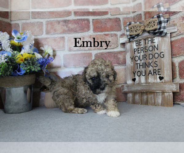 Medium Photo #9 Poodle (Miniature) Puppy For Sale in CHANUTE, KS, USA