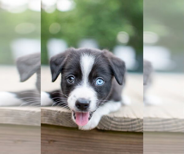 Medium Photo #2 Siberian Husky-Unknown Mix Puppy For Sale in Germantown, OH, USA