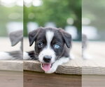 Small #1 Siberian Husky Mix
