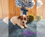 Puppy 1 Jack Russell Terrier-Unknown Mix