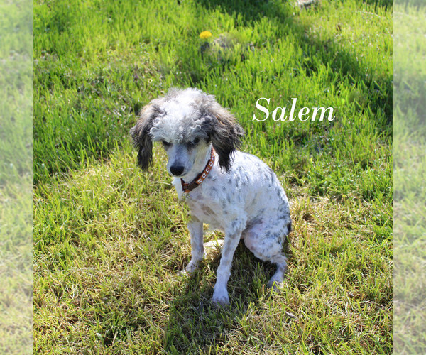 Medium Photo #22 Poodle (Toy) Puppy For Sale in CHANUTE, KS, USA